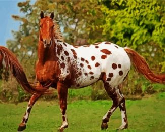 Brown Appaloosa Horse diamond painting