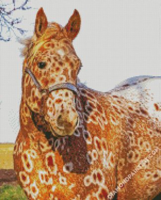 Brown Appaloosa diamond painting