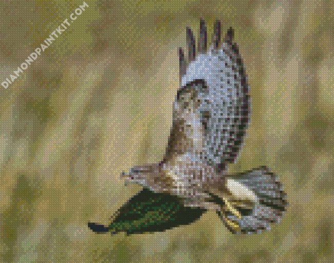 Buzzard Bird Flying diamond painting