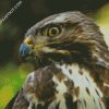 Buzzard Bird Head diamond painting