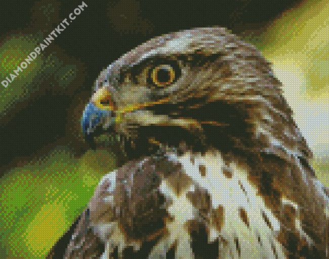 Buzzard Bird Head diamond painting