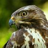 Buzzard Bird Head diamond painting