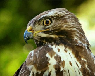 Buzzard Bird Head diamond painting