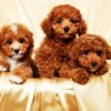 Cavoodle Dogs Family diamond painting