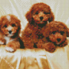 Cavoodle Dogs Family diamond painting