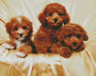 Cavoodle Dogs Family diamond painting