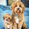 Cavoodle Dogs diamond painting