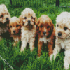 Cavoodle Puppies diamond painting