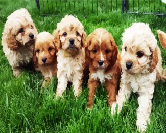 Cavoodle Puppies diamond painting