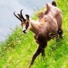 Chamois In Field diamond painting