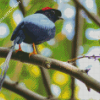 Chiroxiphia Manakin Bird diamond painting