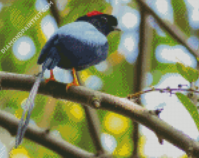 Chiroxiphia Manakin Bird diamond painting