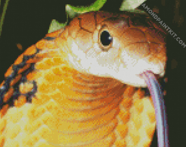 Close Up Cobra diamond painting