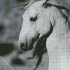 Close Up Black And White Brumby diamond painting