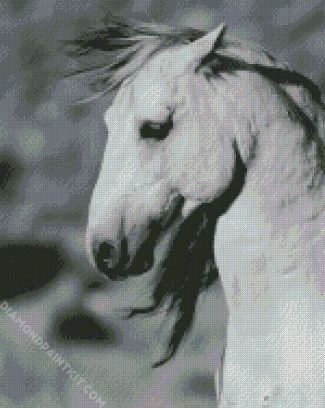 Close Up Black And White Brumby diamond painting