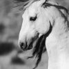 Close Up Black And White Brumby diamond painting