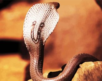 Cobra Snake Reptile diamond painting