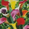 Colorful Calla Lilies diamond painting