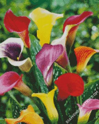 Colorful Calla Lilies diamond painting