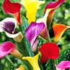 Colorful Calla Lilies diamond painting