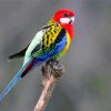 Colorful Eastern Rosella Bird diamond painting