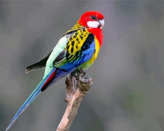 Colorful Eastern Rosella Bird diamond painting