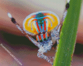 Colorful Spider diamond painting