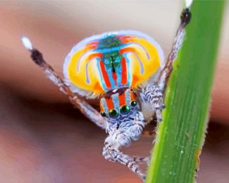 Colorful Spider diamond painting