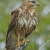 Common Buzzard diamond painting