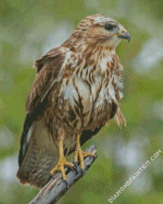 Common Buzzard diamond painting