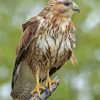 Common Buzzard diamond painting