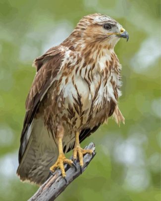 Common Buzzard diamond painting