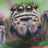 Cute Spider diamond painting