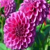 Dahlia Purple Flower diamond painting