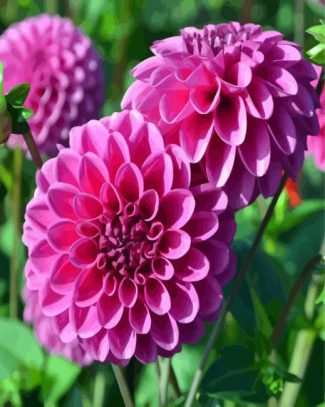 Dahlia Purple Flower diamond painting