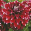 Dahlia Red Rock diamond painting