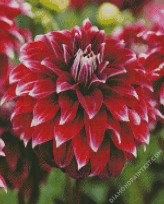 Dahlia Red Rock diamond painting