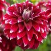 Dahlia Red Rock diamond painting