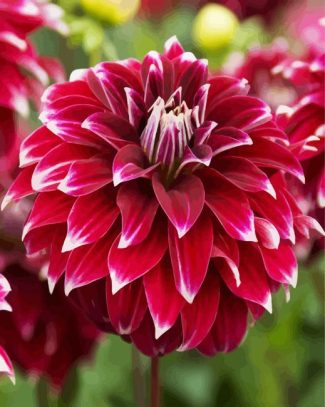 Dahlia Red Rock diamond painting