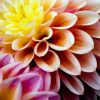 Dahlia Flower diamond painting