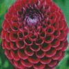 Dahlia Red Flower diamond painting