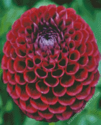 Dahlia Red Flower diamond painting