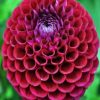 Dahlia Red Flower diamond painting