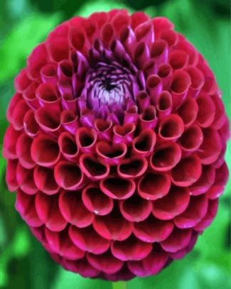 Dahlia Red Flower diamond painting