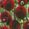 Dark Red Dahlias diamond painting