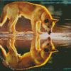 Dingo Reflection diamond painting