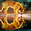 Dingo Reflection diamond painting