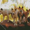 Dingo Dogs diamond painting