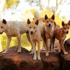 Dingo Dogs diamond painting