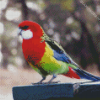 Eastern Rosella Bird diamond painting